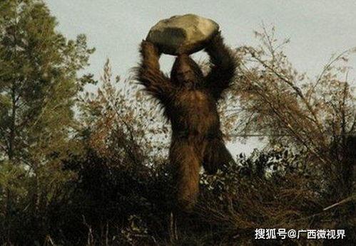 人与大脚怪,人与大脚怪的不解之谜